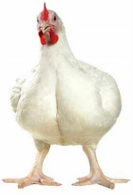 Broiler Bird