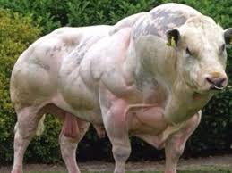 Belgium Bull