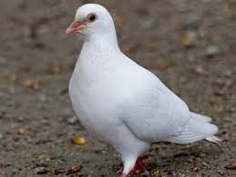 Dove