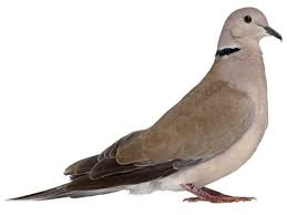 Dove