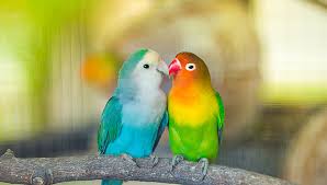 Love Bird