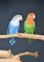 Love Bird