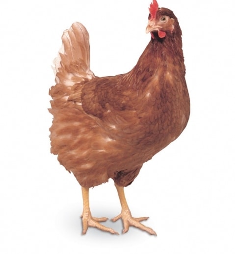 Layer Bird