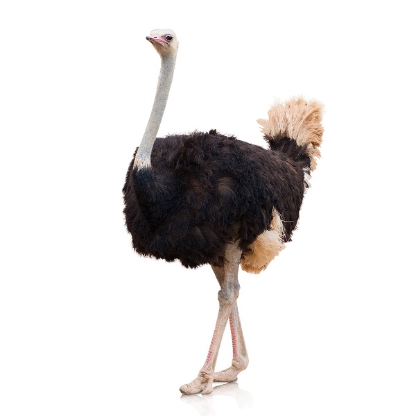Ostrich