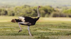 Ostrich