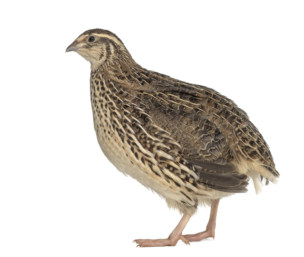 Quail