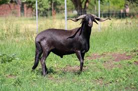 Bighorn Ram