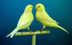 Canary