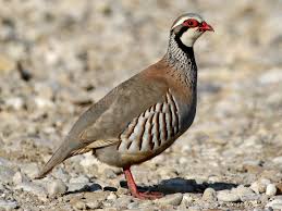 Chukar