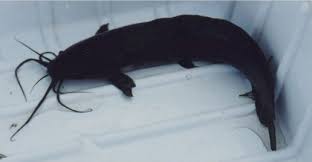 Clarias catfish.