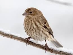 Finch