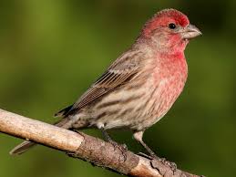 Finch