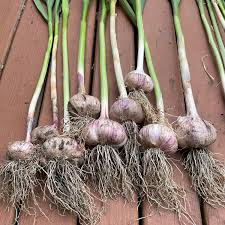 Garlic