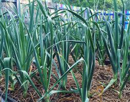 Garlic