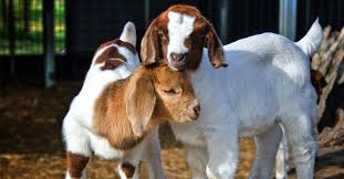A Goat Kid